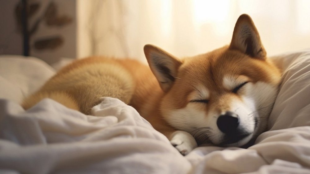 Πρόγραμμα Pet Hair Removal